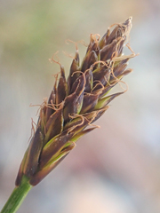 Carex nardina