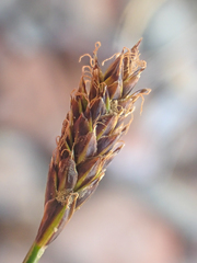 Carex nardina