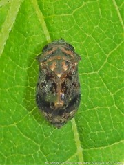Penthimia americana