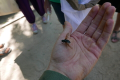 Satyramoeba hetrusca