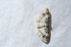 Hydrelia condensata
