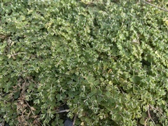 Euphorbia serpens