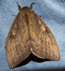 Pseudautomeris subcoronis