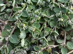 Euphorbia serpens