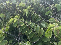 Dalbergia ecastaphyllum