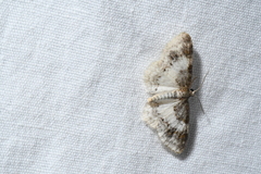 Hydrelia condensata