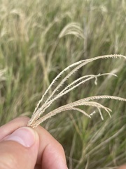 Poaceae