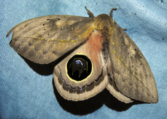 Pseudautomeris subcoronis