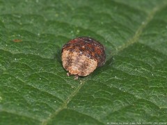 Penthimia americana