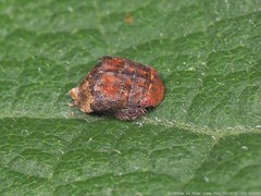 Penthimia americana