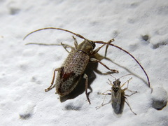 Exocentrus punctipennis