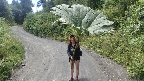 Chilean rhubarb