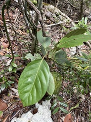 Coccoloba sintenisii