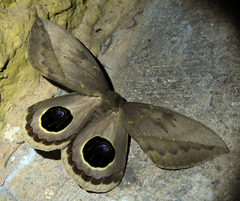 Pseudautomeris subcoronis