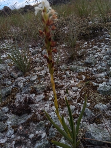 Habenaria monadenioides image