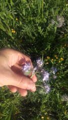 Phacelia ciliata