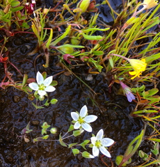 Sabulina californica