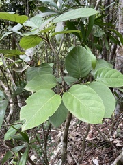 Coccoloba sintenisii