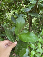 Coccoloba costata