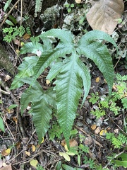 Tectaria heracleifolia