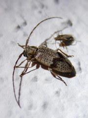 Exocentrus punctipennis