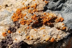 Caloplaca flavovirescens image