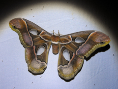 Rothschildia arethusa