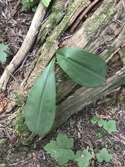 Clintonia uniflora