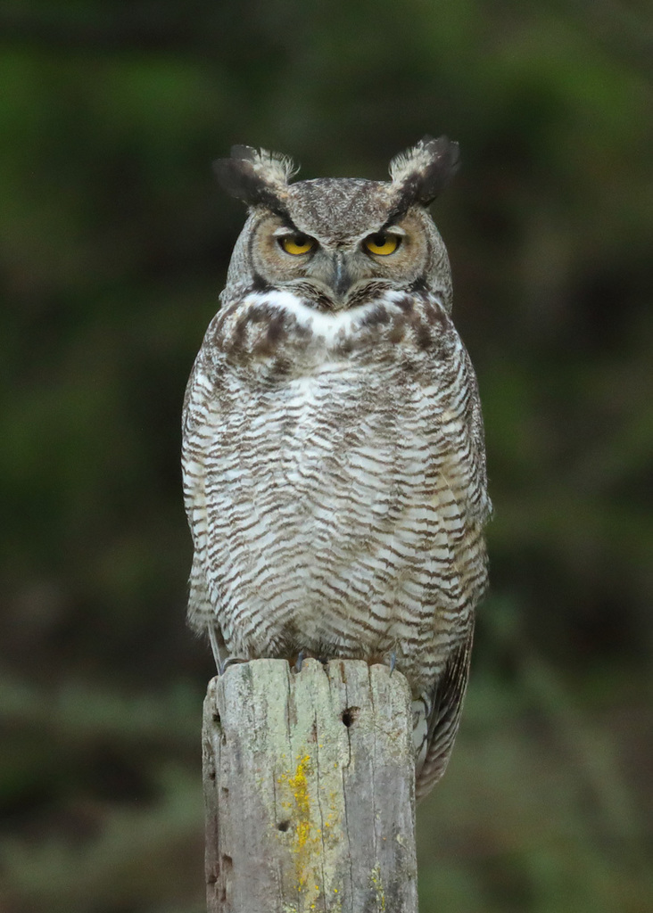 Great Horned Owl (Flora and Fauna of Hemet and San Jacinto, California ...