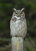 Great Horned Owl - Photo (c) Paul G. Johnson, some rights reserved (CC BY-NC-SA), uploaded by Paul G. Johnson