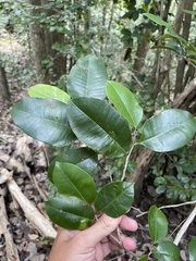 Chrysophyllum argenteum