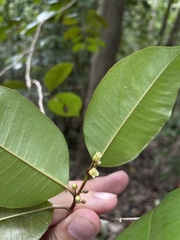 Chrysophyllum argenteum