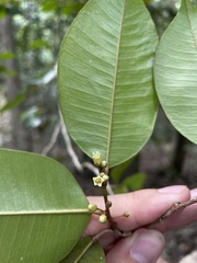 Chrysophyllum argenteum