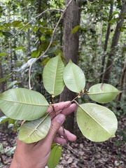 Chrysophyllum argenteum