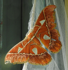 Rothschildia hesperus