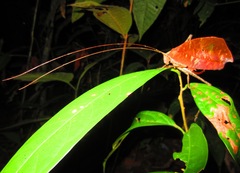 Pterochroza ocellata