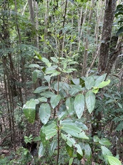 Ocotea leucoxylon
