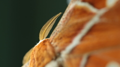 Rothschildia hesperus