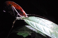 Pterochroza ocellata