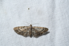 Eupithecia palpata