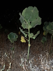 Abutilon theophrasti