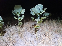 Abutilon theophrasti