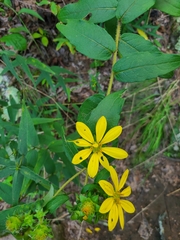 Silphium asperrimum