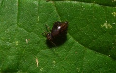 Allacma fusca
