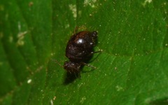 Allacma fusca