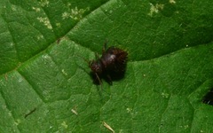 Allacma fusca