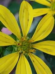 Silphium asperrimum