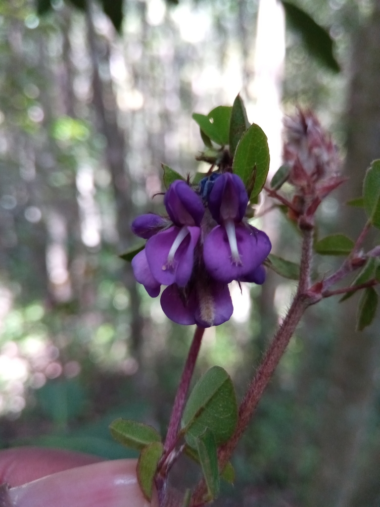 Leptodesmia