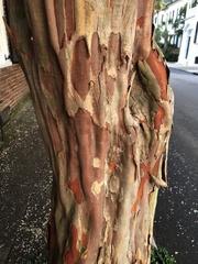 Lagerstroemia indica