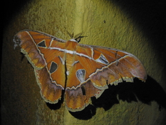 Rothschildia hesperus